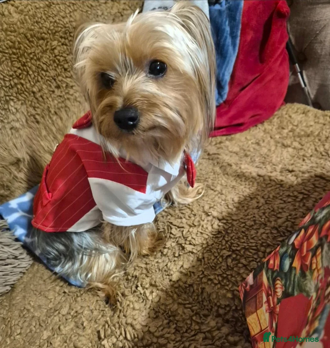 Yorkshire Terrier dogs for stud: Whisky  for stud - Advert 2