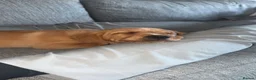 Labrador Retriever dogs for sale: Beautiful KC Labrador Pups Ready To Leave - Advert 4