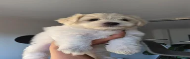 Mixed Breed 3