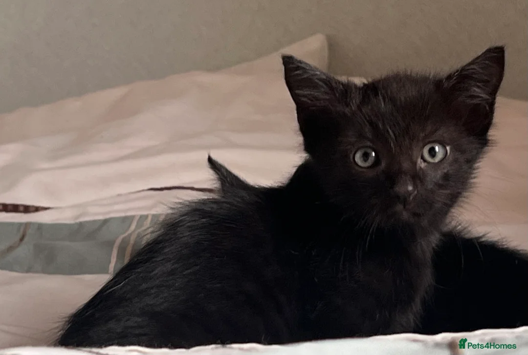 Mixed Breed cats for sale: Kittens - Advert 2