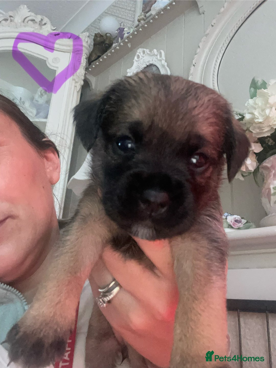 Border Terrier dogs for sale: Pedigree slem clear border terrier - Image 20
