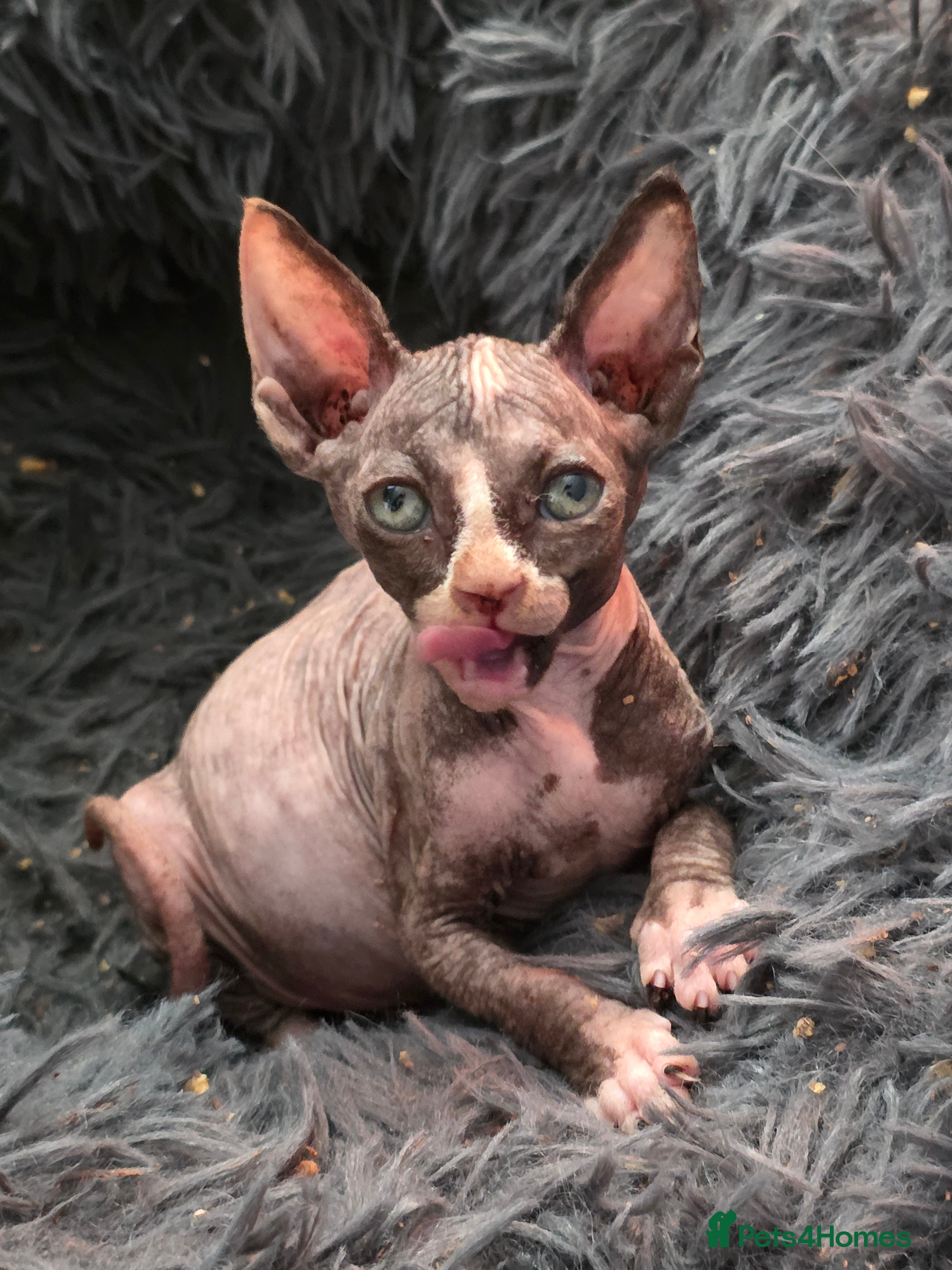 Sphynx cats for sale:  Kittens Ready for Loving Homes - Advert 8
