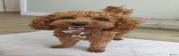 Miniature Poodle dogs for stud: PROVEN Miniature Merle Poodle 🩷🌸 - Advert 8