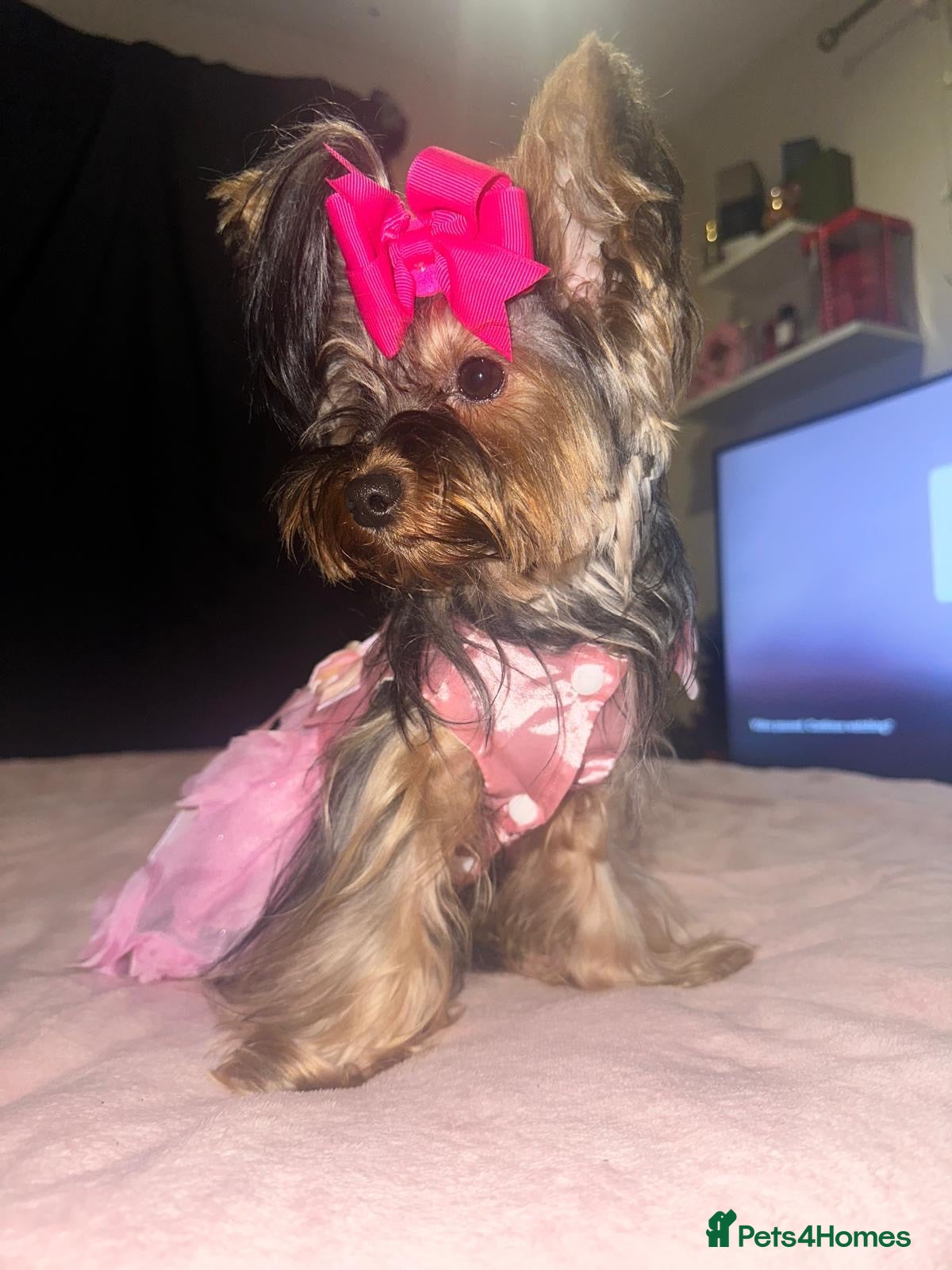 Yorkshire Terrier dogs ✨👑 INTRODUCING OUR THREE LITTLE PRINCESSES 👑✨ - Advert 12