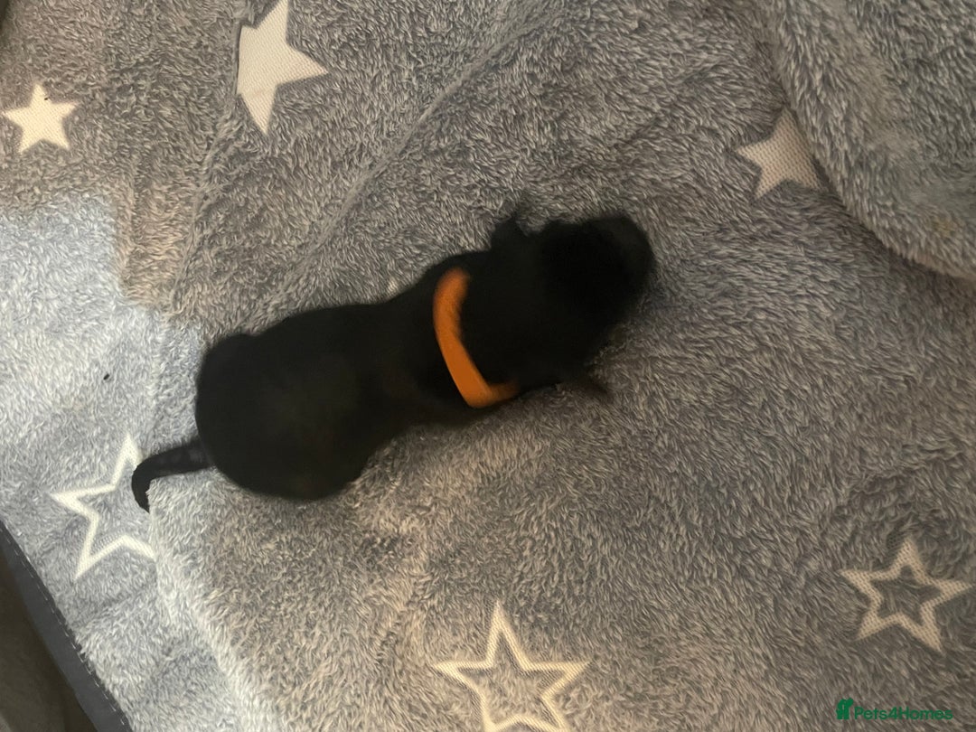 Cockapoo dogs for sale: 🐾 only one girl left F2 Cockapoo Puppies 🐾 - Advert 12