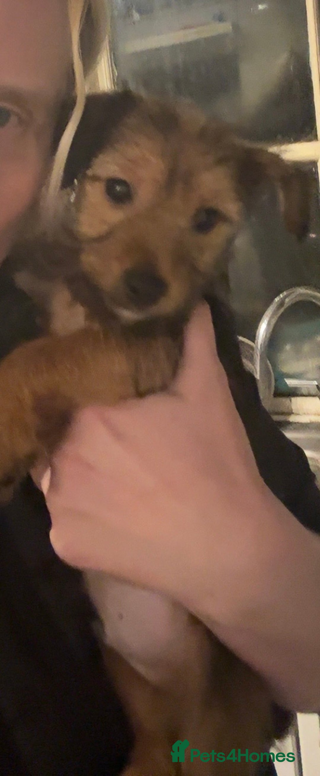 Mixed Breed dogs for sale: Yorkie Jacks  - Advert 11