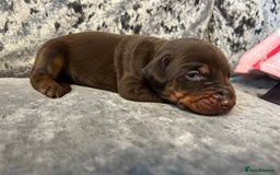 Dobermann dogs for sale: European Dobermans Ready in 2 weeks - Image 8