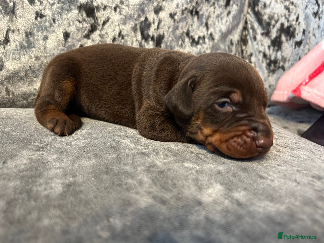 Dobermann dogs for sale: European Dobermans Ready in 2 weeks - Image 8