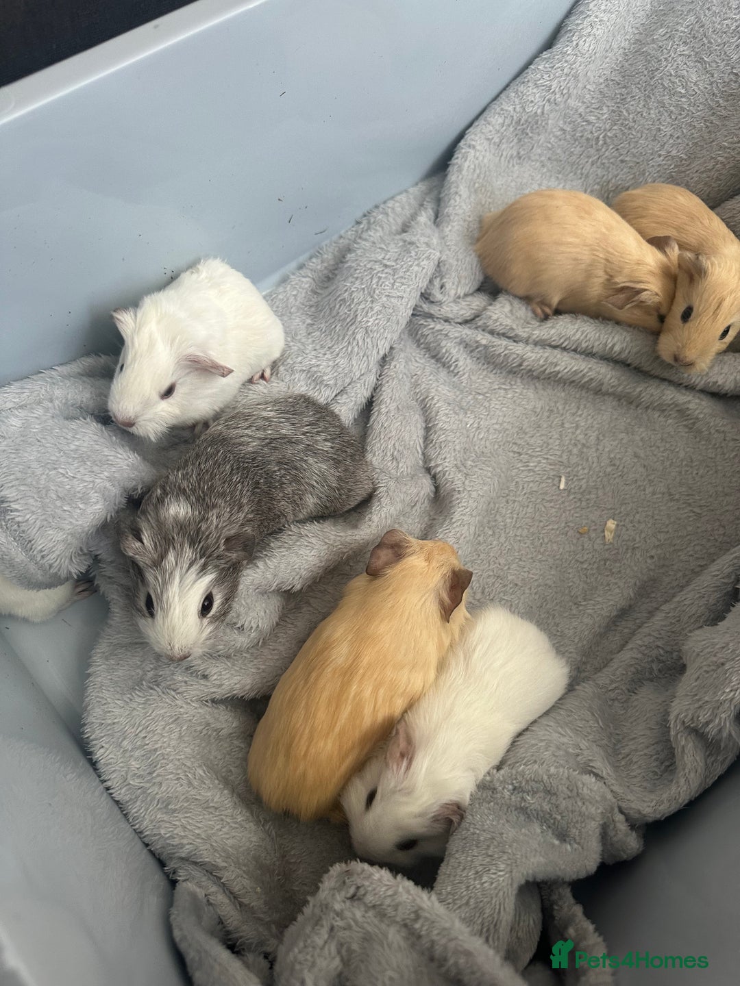 Guinea Pig rodents for sale: Baby guinea pigs  - Image 6