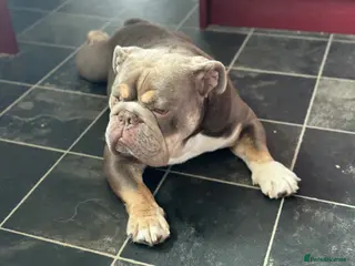 English Bulldog dogs Bulldog for rehoming - Advert 4