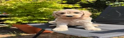 Goldendoodle dogs for sale: Beautiful Goldendoodle Puppies ready next week - Advert 15