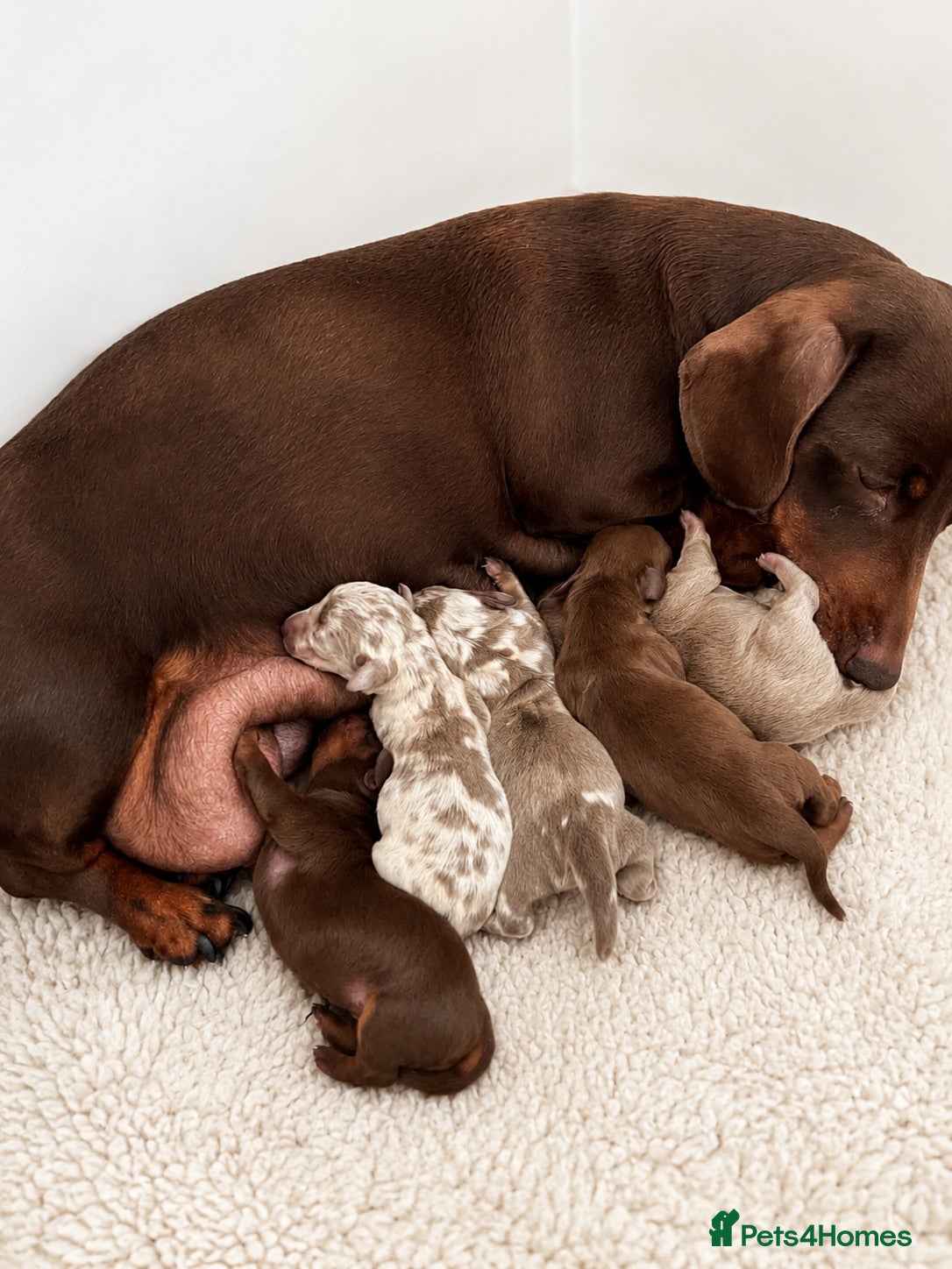 Miniature Dachshund dogs 🐾 Beautiful KC mini dachshund pups ready 25/07  - Advert 1