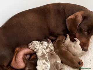 Miniature Dachshund dogs 🐾 Beautiful KC mini dachshund pups ready 25/07 - Advert 1