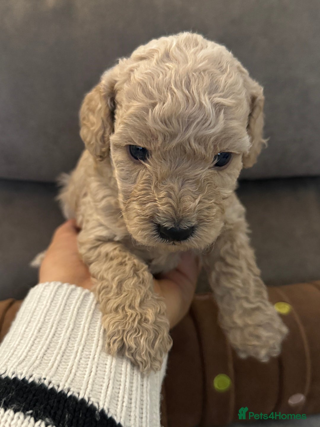 Labradoodle dogs for sale: Miniature Labradoodle puppies - Image 19