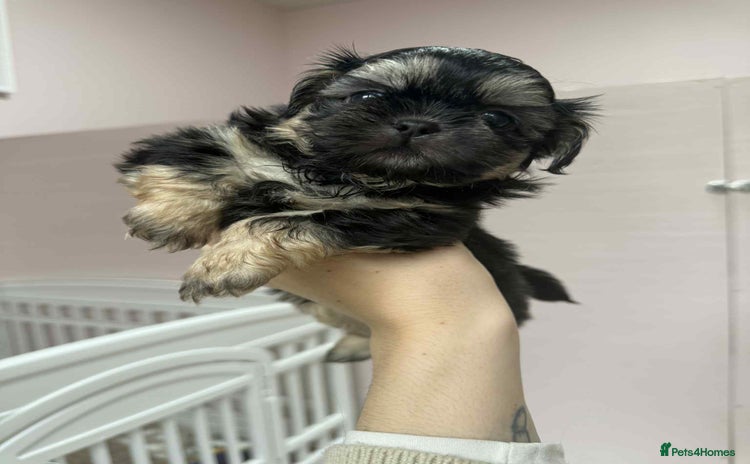 Shih Tzu dogs - Advert 4