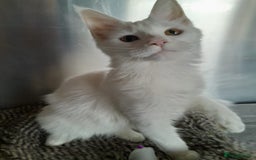 Maine Coon cats for sale: two girl with 5 pedigree maine coon - Image 6
