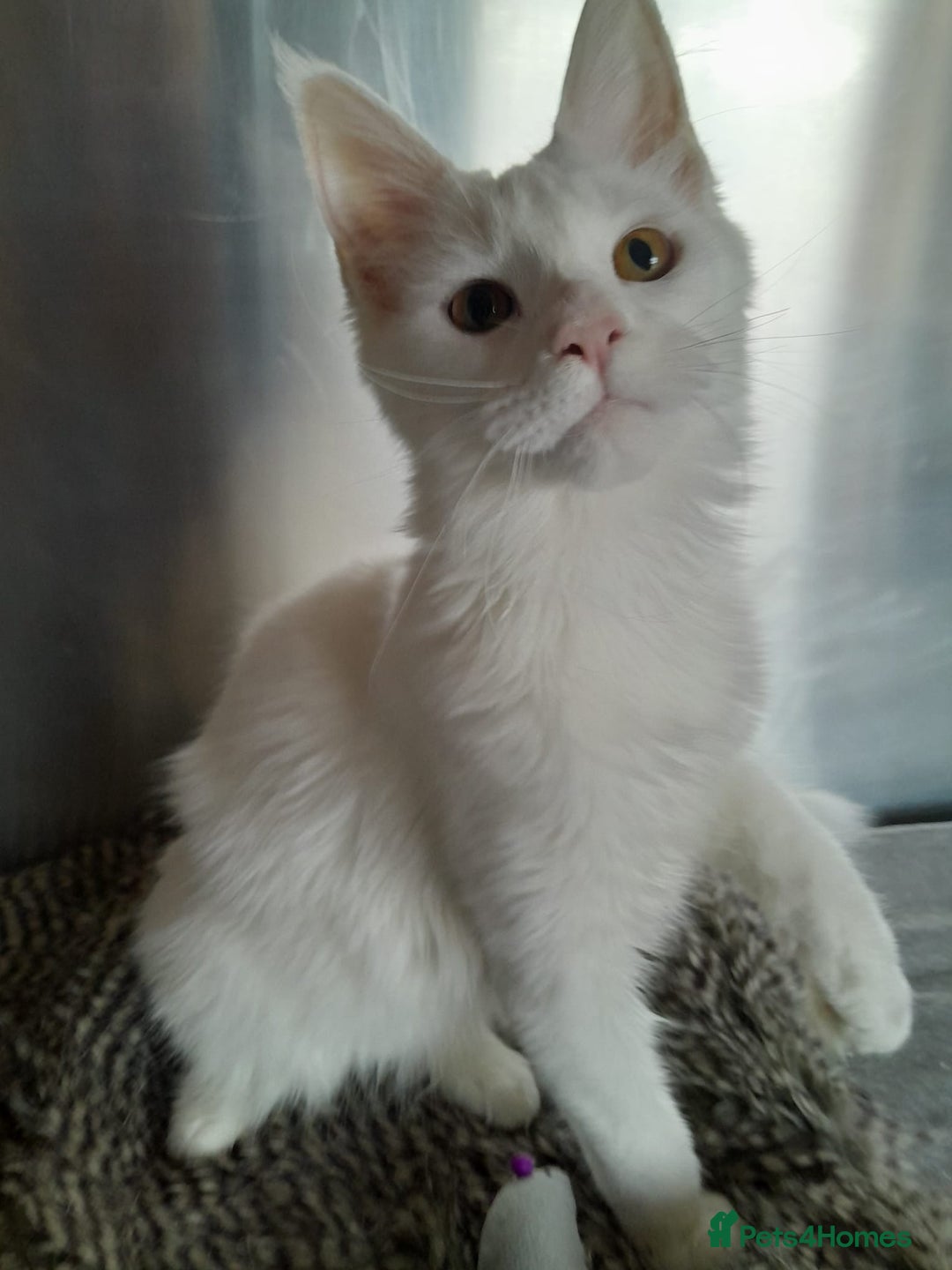 Maine Coon cats for sale: two girl with 5 pedigree maine coon - Image 6