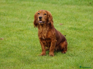 Cocker Spaniel dogs in Chesterfield - Advert 32
