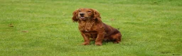 Cocker Spaniel dogs for stud: Well bred working red cocker spaniel in Chesterfield - Advert 1