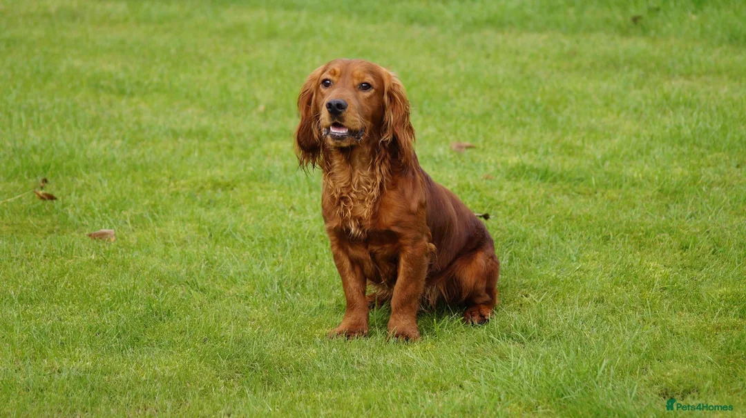Cocker Spaniel dogs for stud: Well bred working red cocker spaniel in Chesterfield - Advert 1