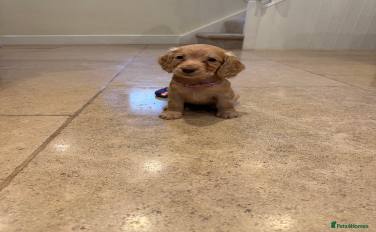 Cocker Spaniel dogs Gorgeous working cocker spaniel puppies - Advert 2