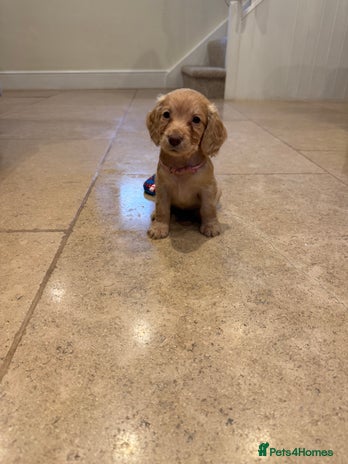 Cocker Spaniel dogs Gorgeous working cocker spaniel puppies - Advert 1