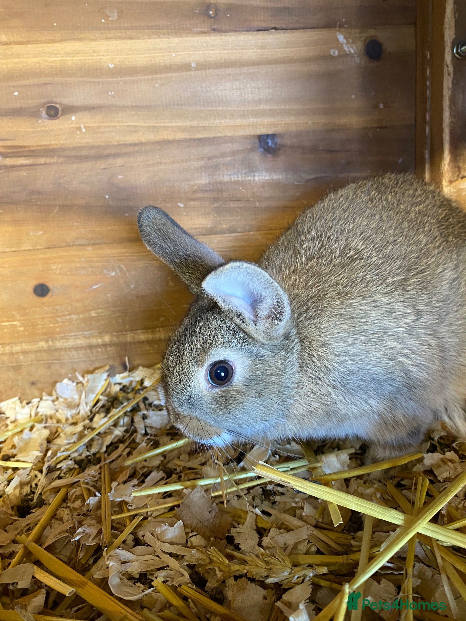 Mixed Breed rabbits Beautiful baby bunnies  - Advert 2