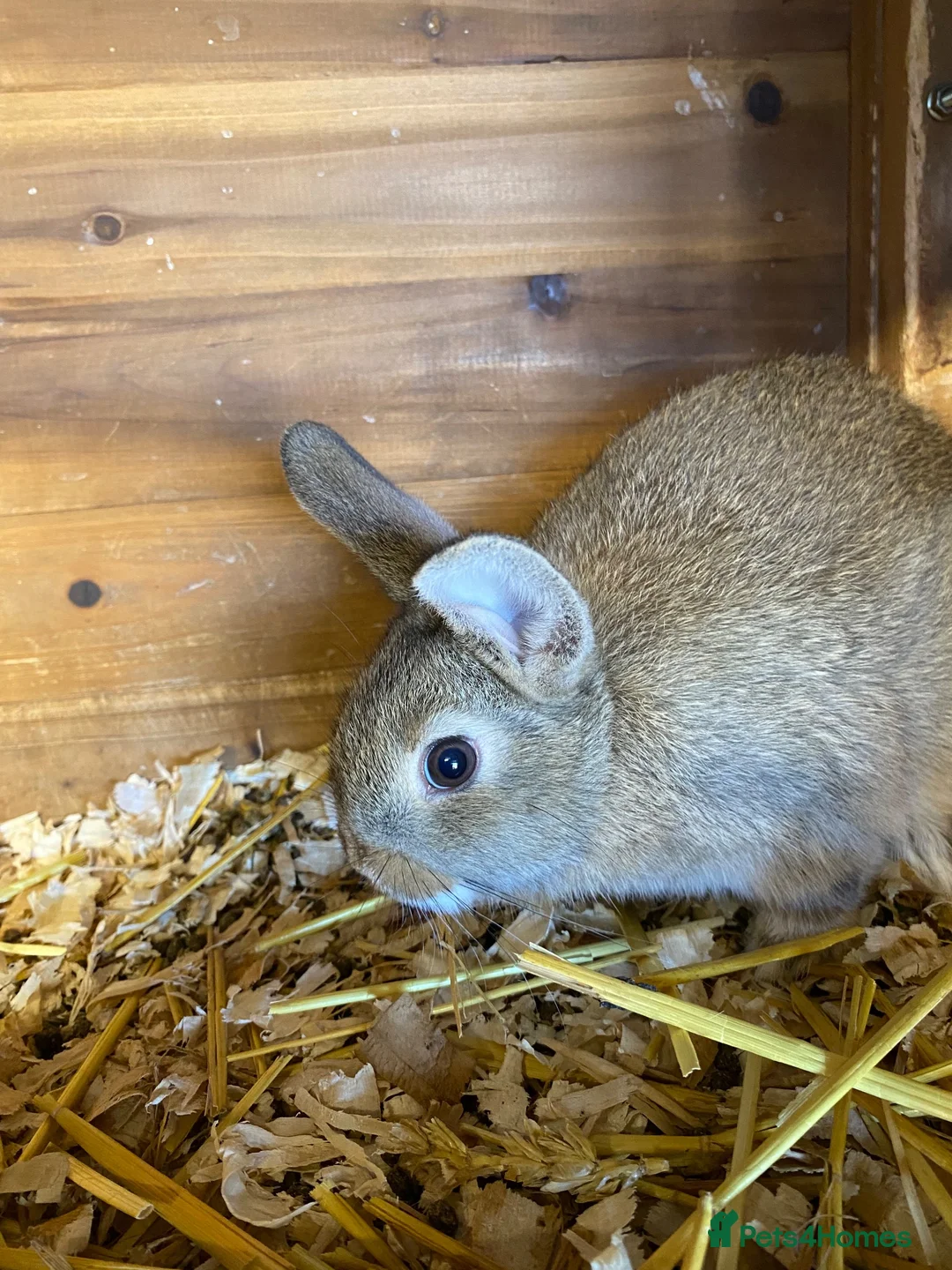 Mixed Breed rabbits for sale: Beautiful baby bunnies  - Advert 2