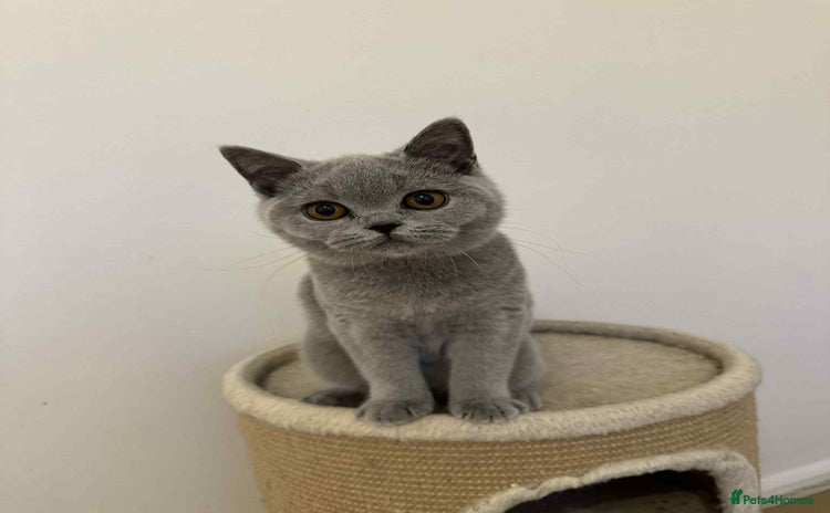British Shorthair cats - Advert 4