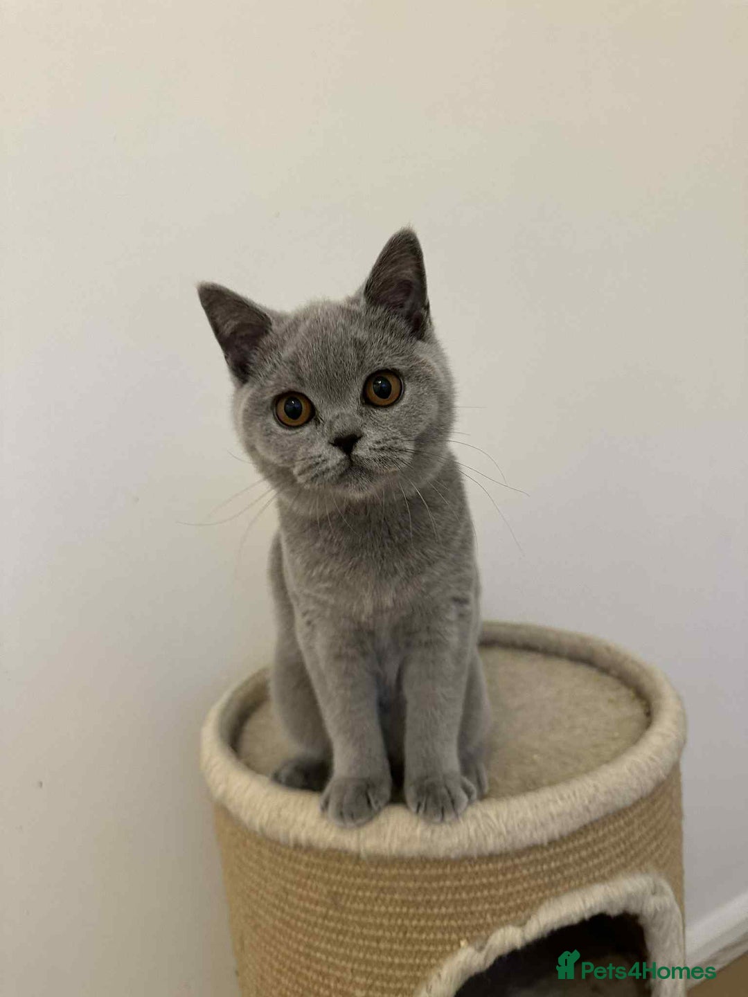 British Shorthair cats for sale: Supreme Grand Champion Sired Kittens - Image 1