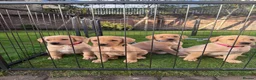 Labrador Retriever dogs for sale: KC Registered Labrador Bitch Puppy - Advert 4