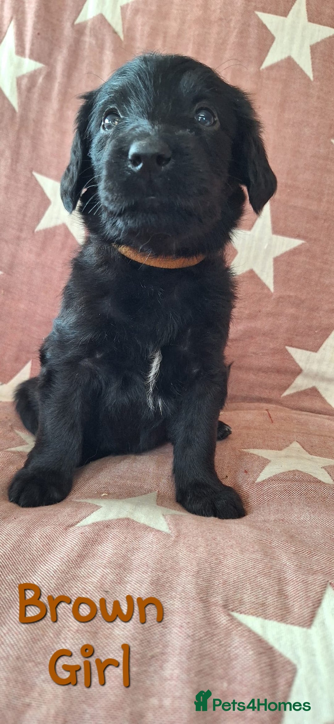 Australian Labradoodle dogs for sale: Miniture labradoodle puppies available  - Image 5