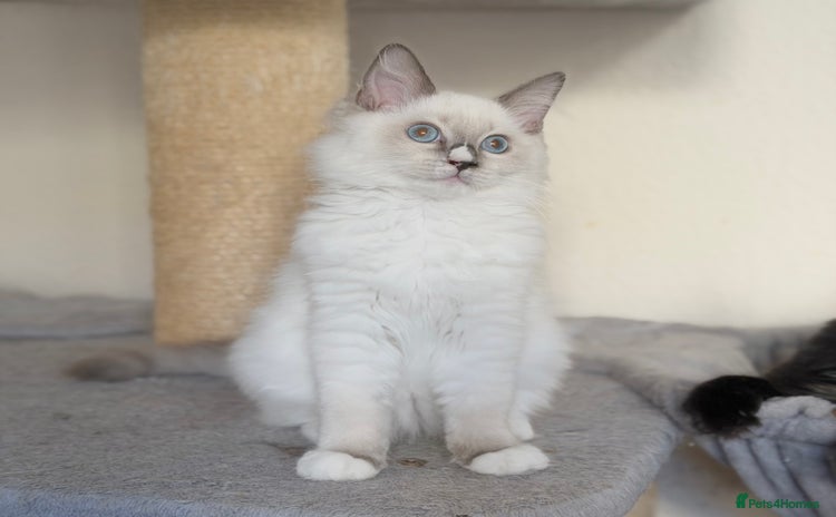 Ragdoll cats - Advert 1