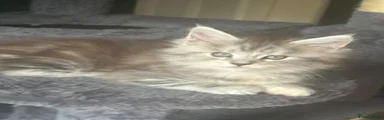 Maine Coon 2