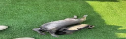 Pug dogs for sale: Siera - Advert 5