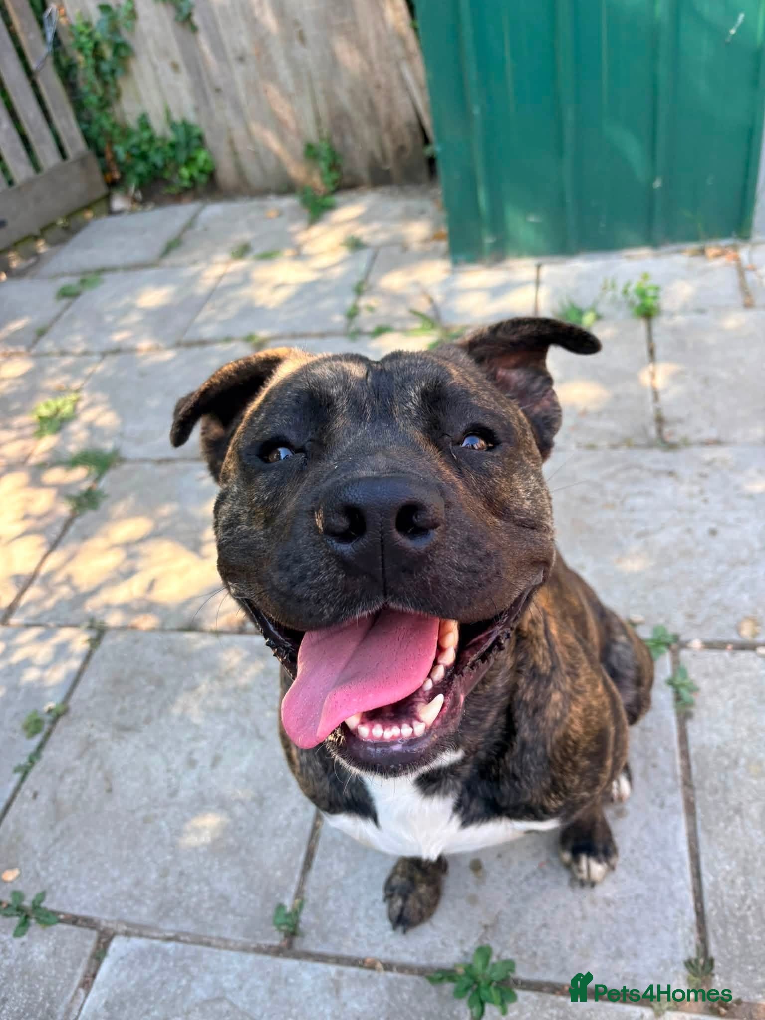 Mixed Breed dogs Zeus  - Advert 1