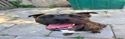 Mixed Breed dogs for sale: Zeus  in Harwich - Advert 1