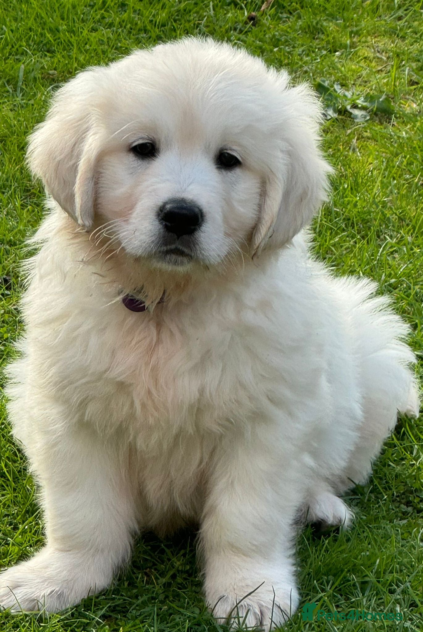 Golden Retriever dogs ⭐️ health tested kc reg puppies ⭐️ - Advert 2