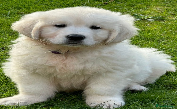 Golden Retriever dogs - Advert 4