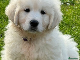 Golden Retriever dogs - Advert 9