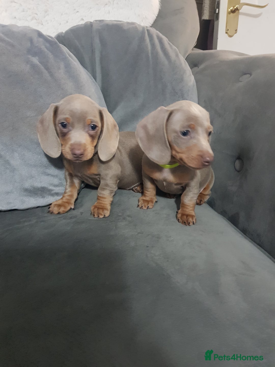Miniature Dachshund dogs for sale: Miniature dachshund  - Advert 25