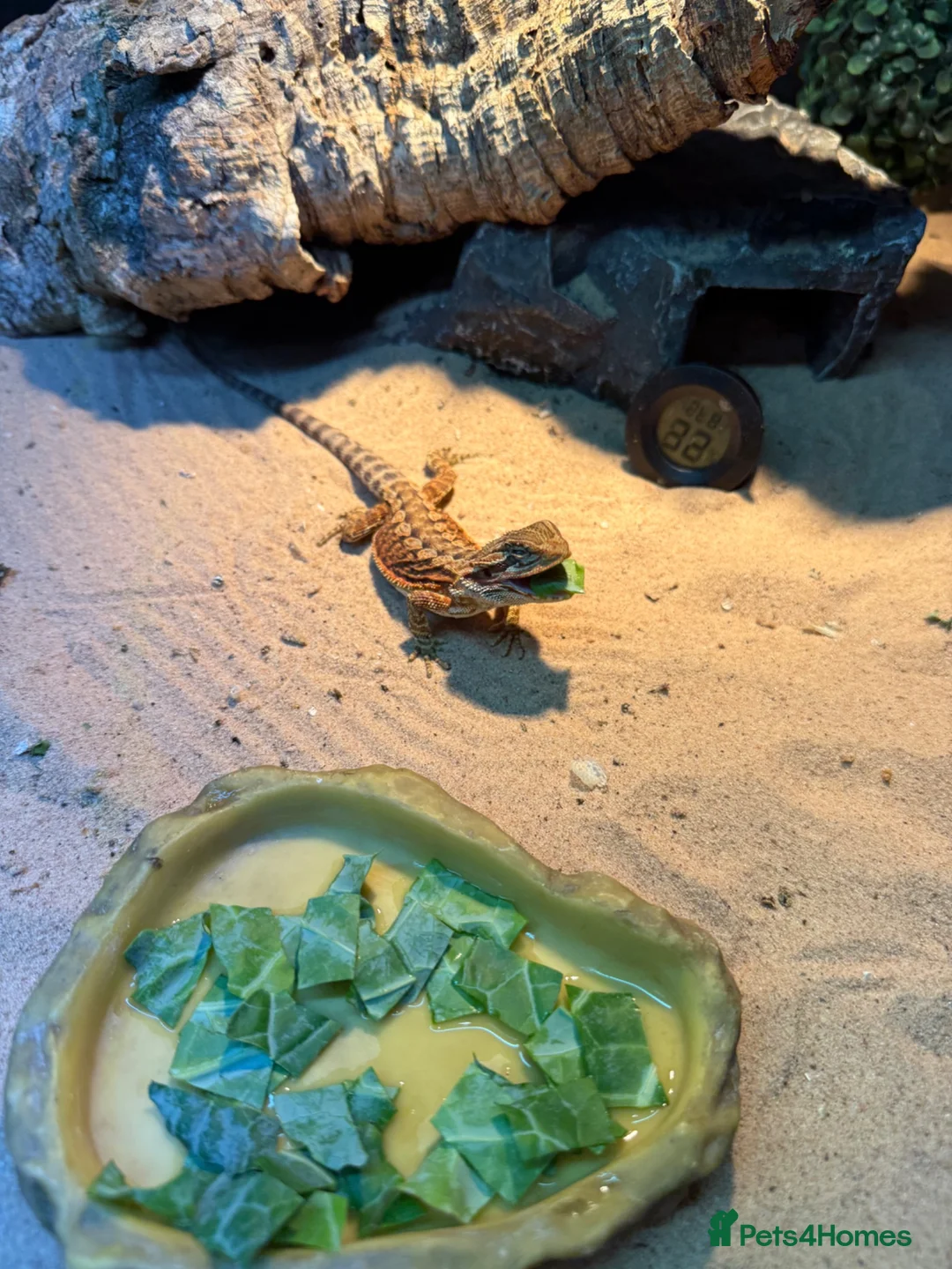 Bearded Dragon reptiles for sale: 8 week oldbearded dragon with full set up - Advert 2