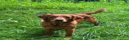 Golden Retriever dogs for sale: Beautiful Very dark red golden retriever  - Advert 7