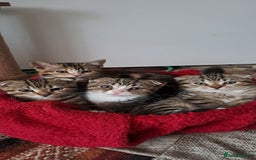 Scottish Fold cats for sale: Beautiful kittens ready for forever loving homes  - Image 21
