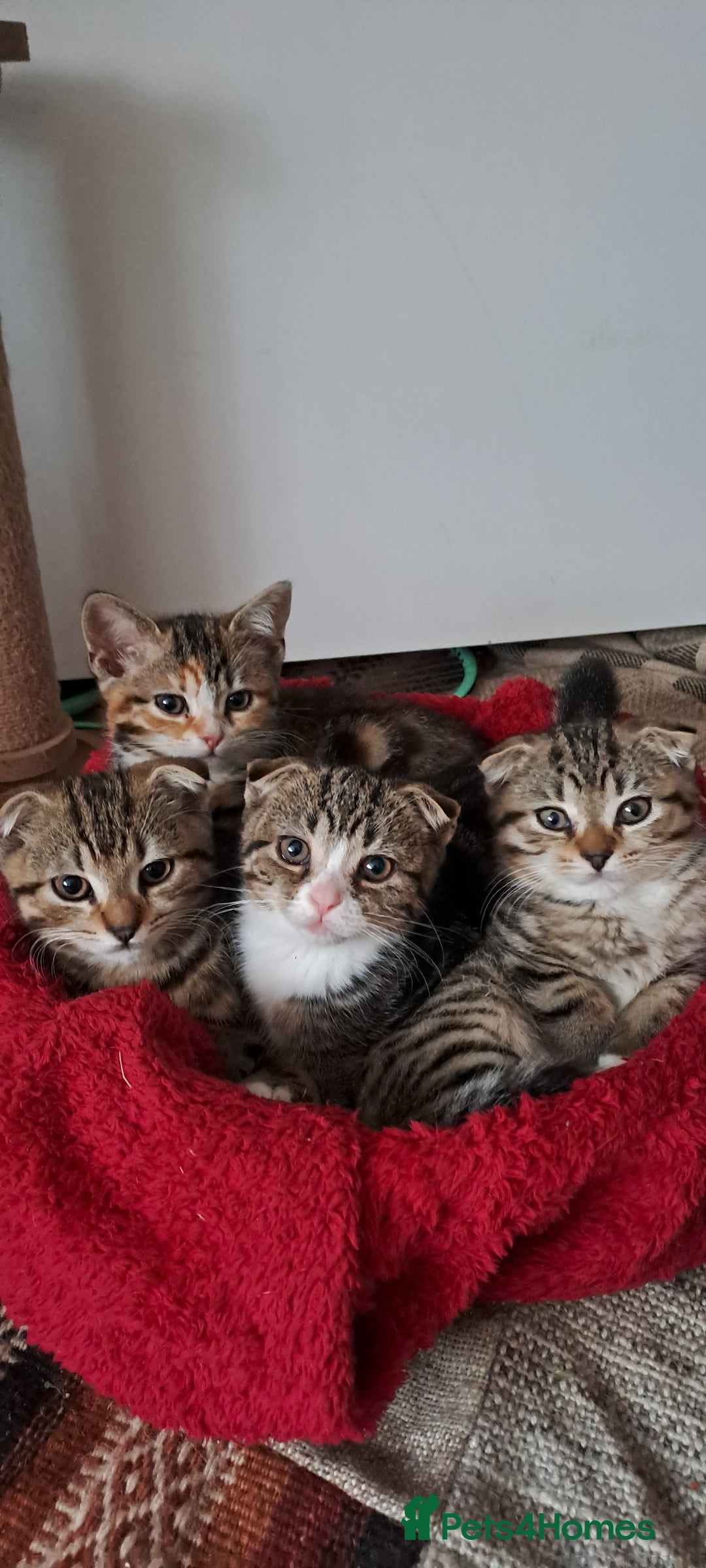 Scottish Fold cats for sale: Beautiful kittens ready for forever loving homes  - Image 21