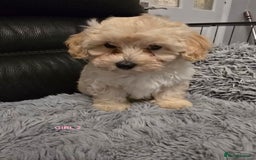 Maltipoo dogs for sale: MALTIPOO PUPPIES FOR SALE - Image 21