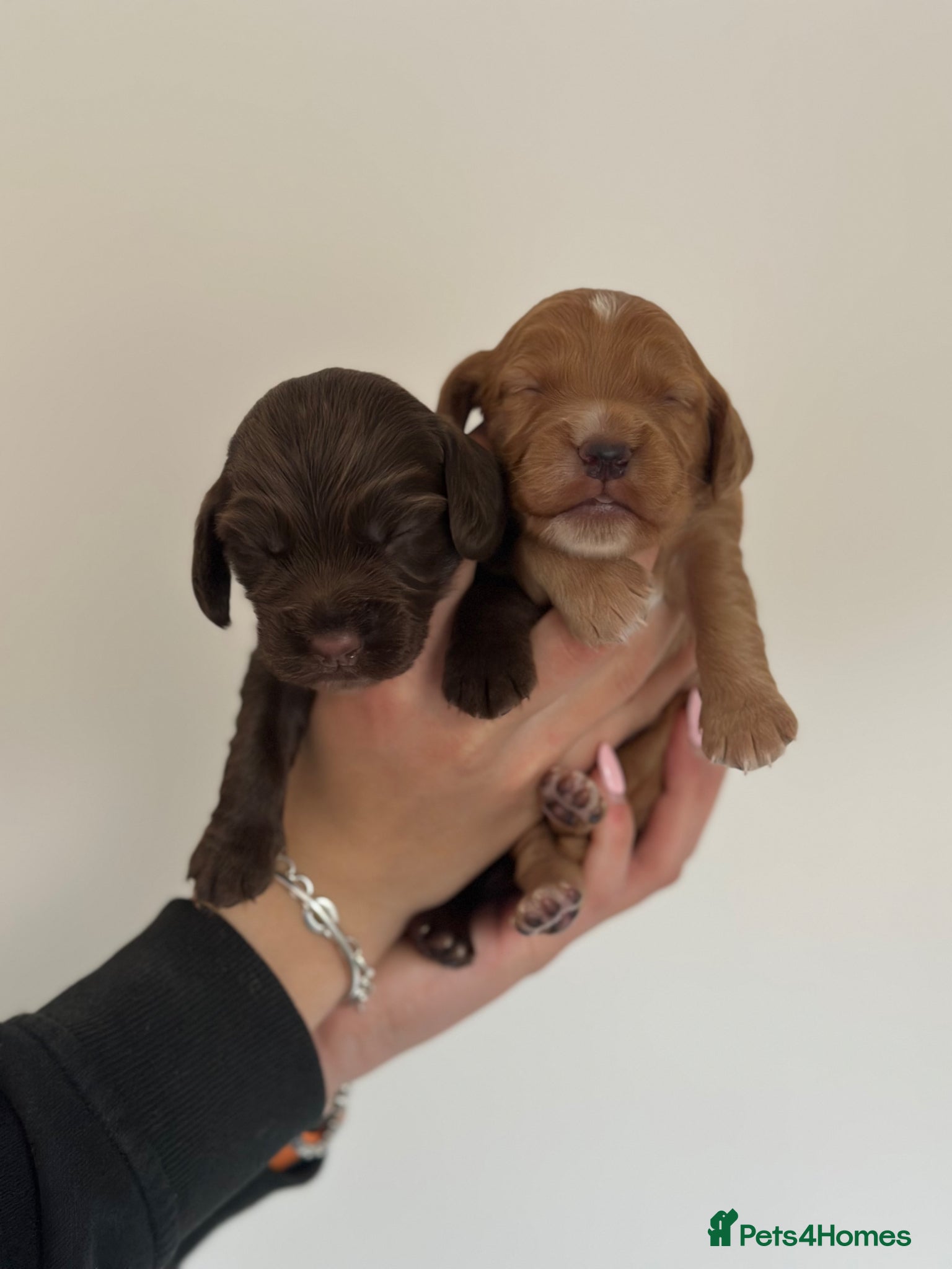 Cocker Spaniel dogs Cocker Spaniel Puppies - Advert 12