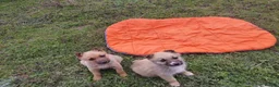 Mixed Breed dogs for adoption: 🐾💜 SALMA – A Gentle Girl for a Loving Home 💜🐾 - Advert 7