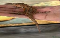 Bearded Dragon reptiles for sale: 15 Baby dearded dragons - Image 2