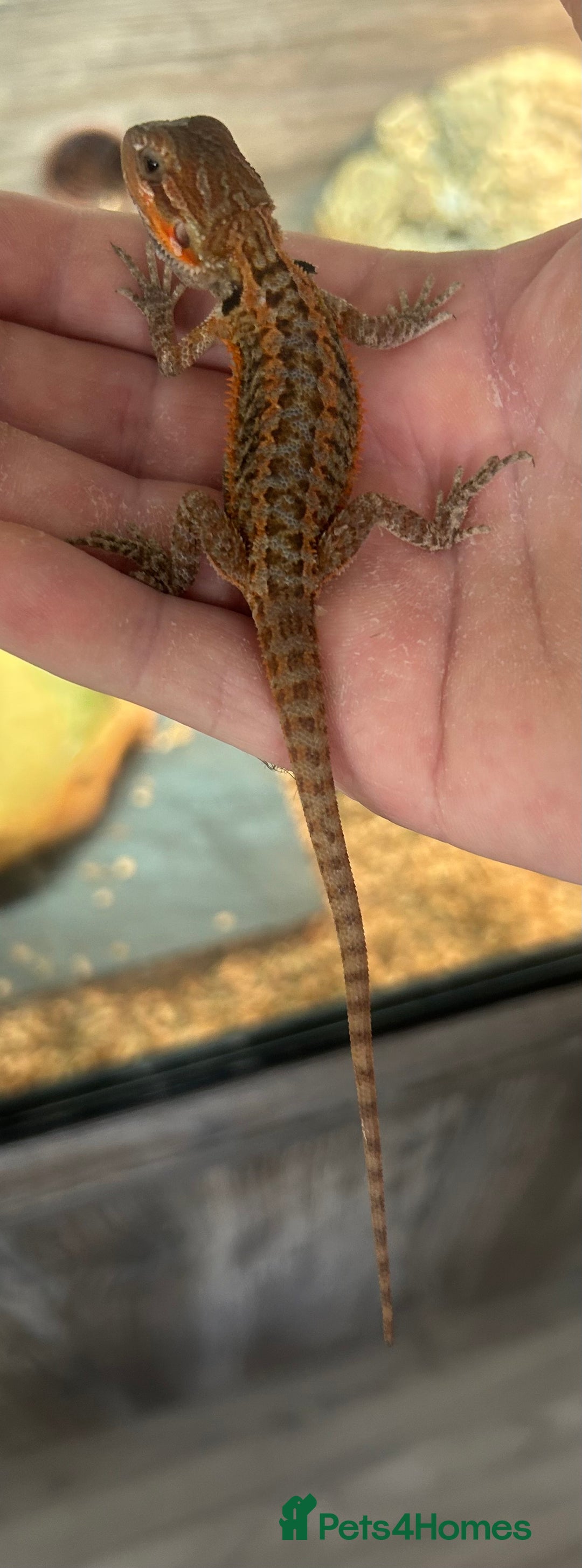 Bearded Dragon reptiles for sale: 15 Baby dearded dragons - Image 2